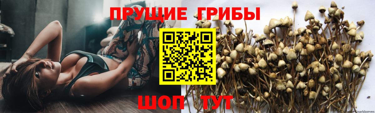 Галлюциногенные грибы Psilocybe  Вход с VPN  Галлюциногенные грибы прущие грибы  Советск 